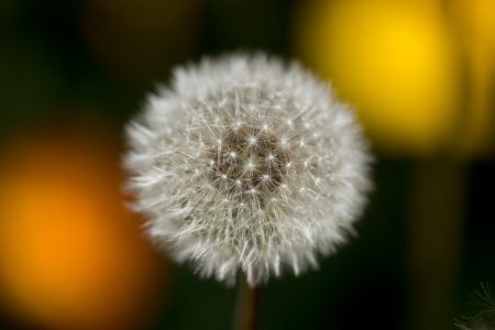 Dandelion Flower Free Stock Photo
