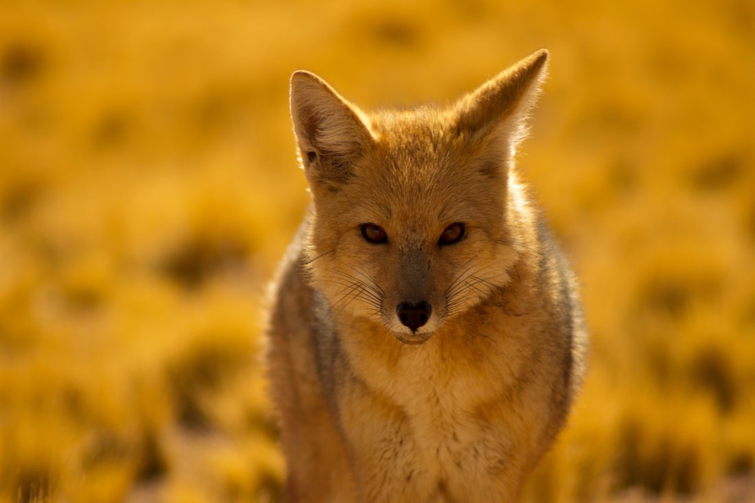 Free photo of Desert Fox