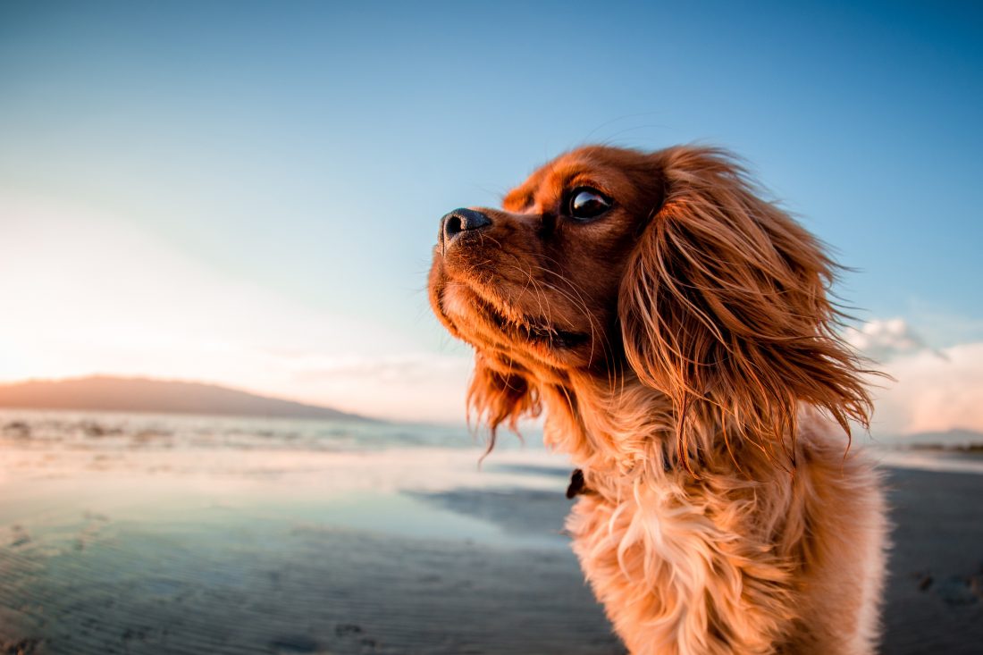 Free photo of Dog on Beach