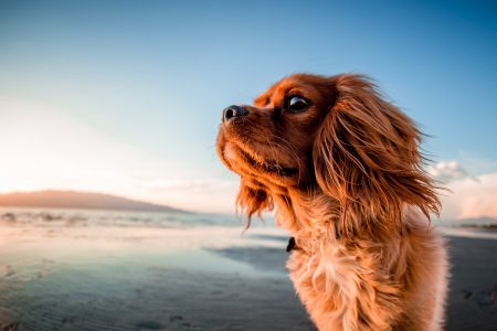Dog on Beach Free Stock Photo