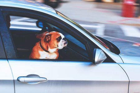 Dog in Car Free Stock Photo