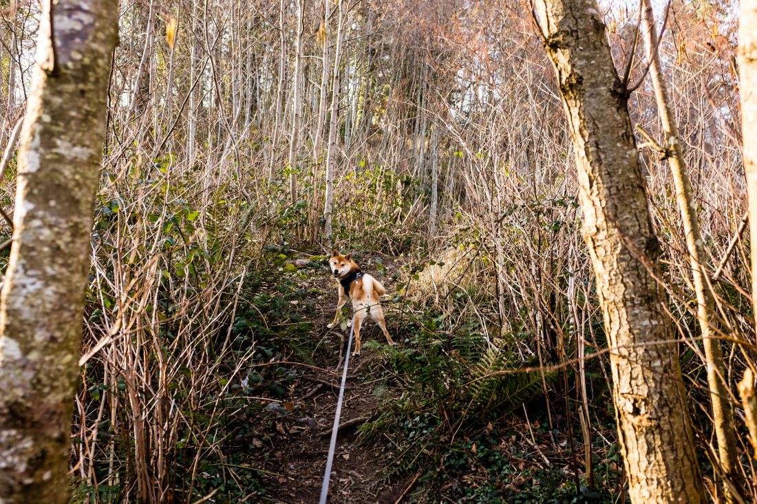 Free photo of Dog Looking Back on Hike