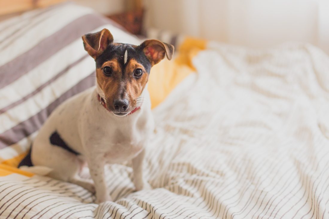 Free photo of Dog on Bed