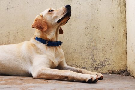 Labrador Dog Free Stock Photo