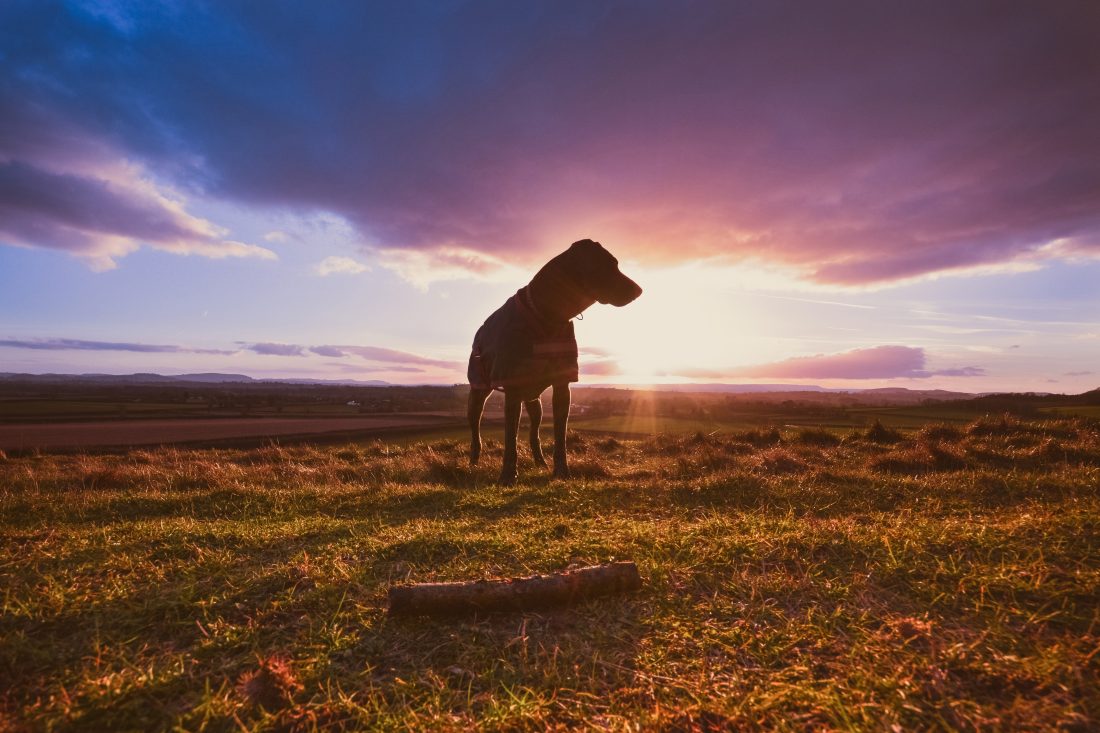 Free photo of Dog At Sunset