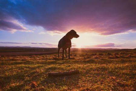 Dog At Sunset Free Stock Photo