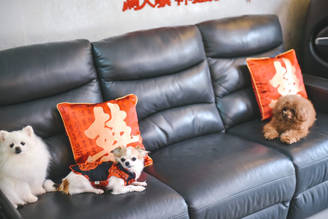 Free photo of Dogs on Sofa