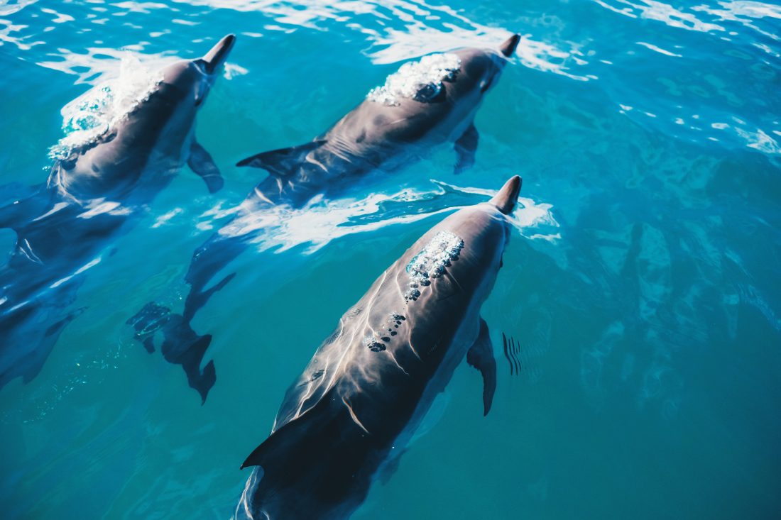 Free photo of Dolphins