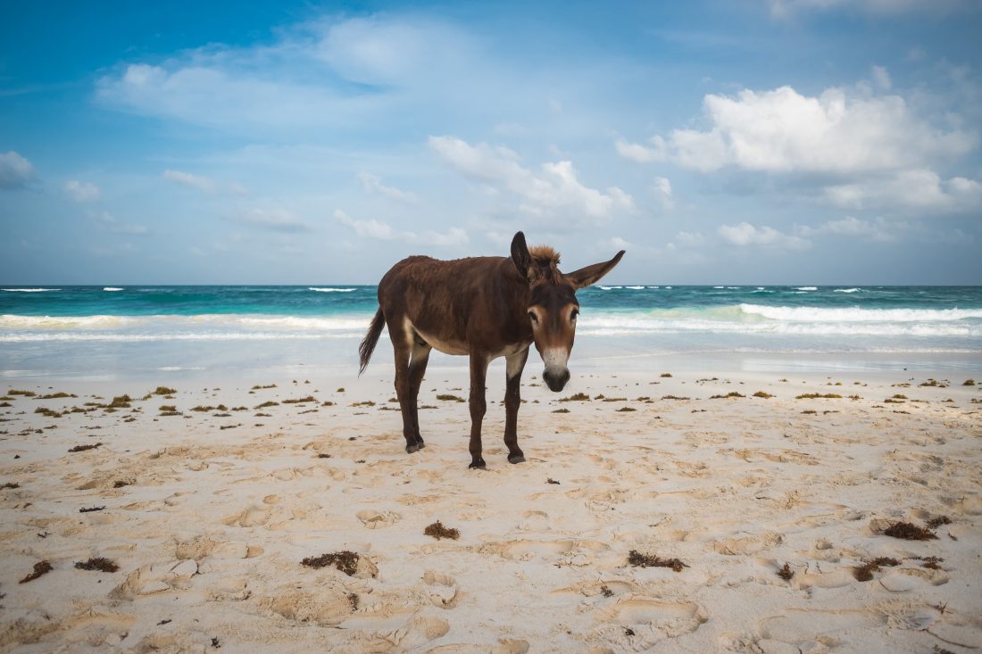 Free photo of Donkey