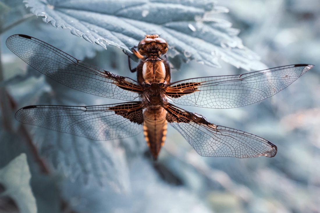 Free photo of Dragonfly Macro
