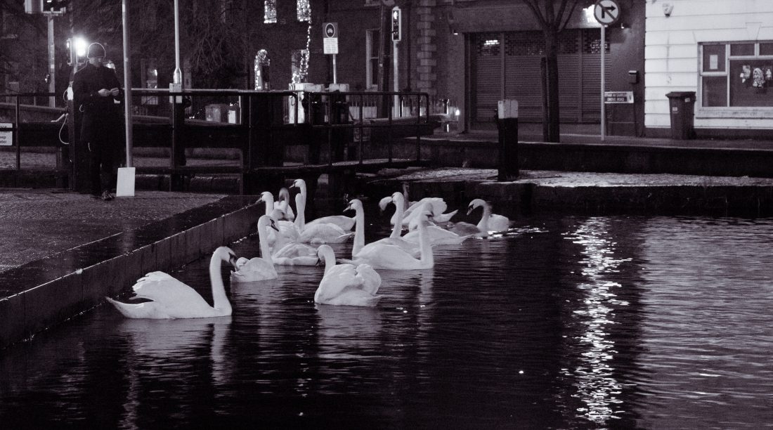Free photo of Dublin At Night Swans