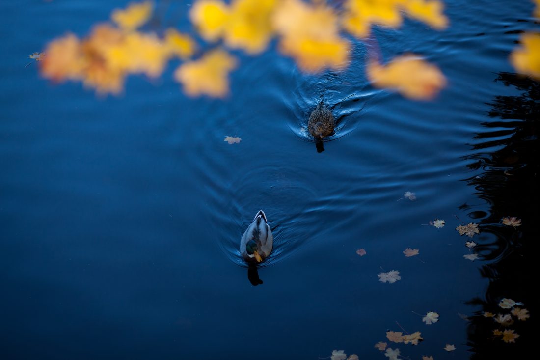 Free photo of Ducks On Lake