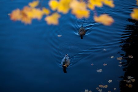 Ducks On Lake Free Stock Photo