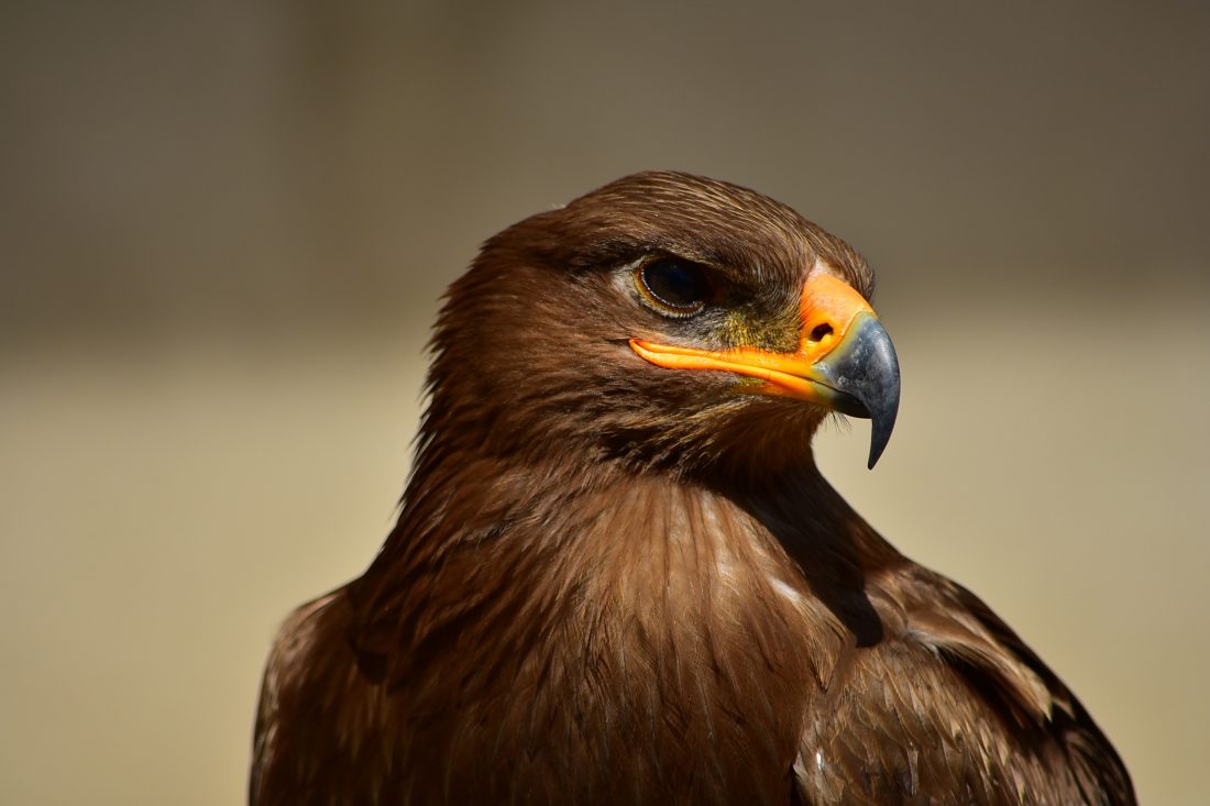 Free photo of Brown Eagle