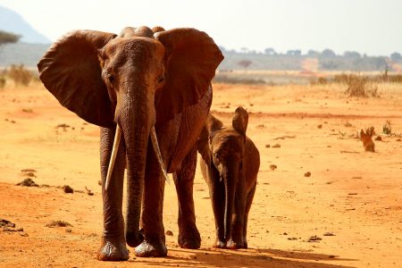 Elephants in Africa Free Stock Photo