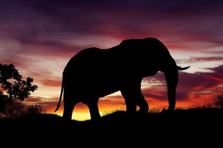 African Elephant Free Stock Photo