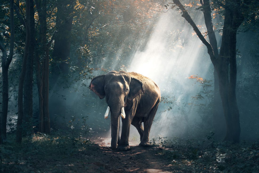 Free photo of Elephant in Thailand