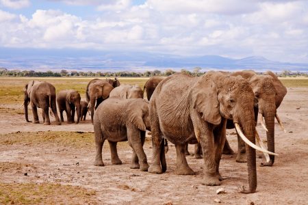 African Elephants Free Stock Photo