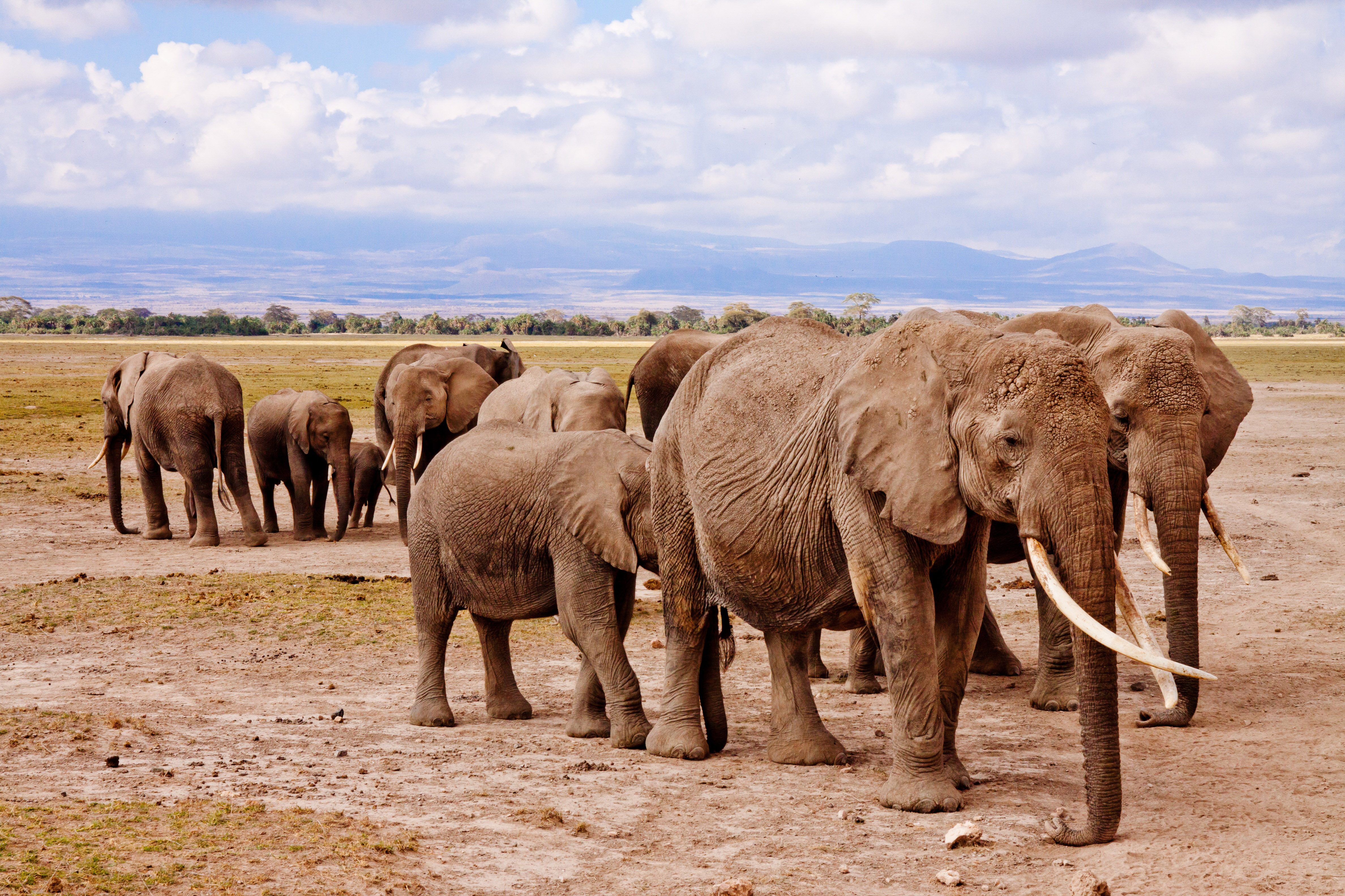 Слоновье стадо. Кения саванный слон. Слоны в национальном парке Амбосели, Кения. Кения сафари. Гора Слоновий хобот.