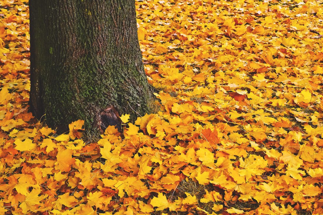 Free photo of Fall Leaves on Ground