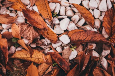 Fall Leaves & Stones Free Stock Photo