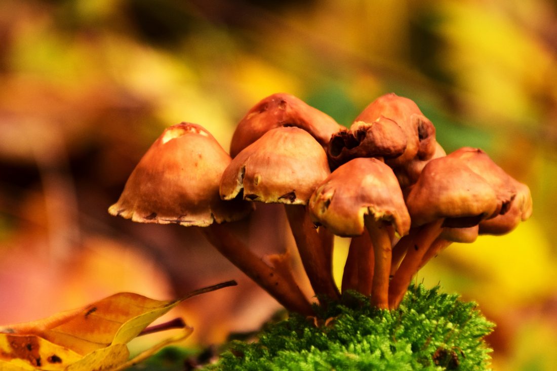 Free photo of Fall Mushrooms