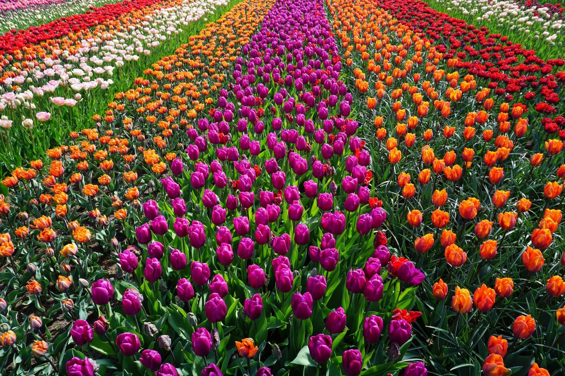 Free photo of Field of Flowers