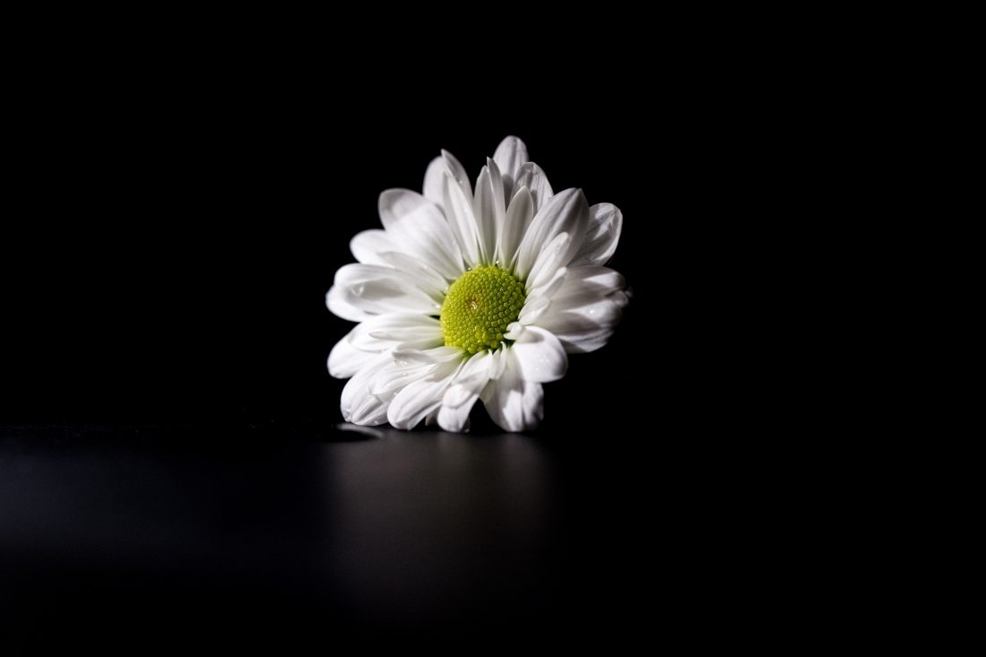 Free photo of Flower on Dark Background