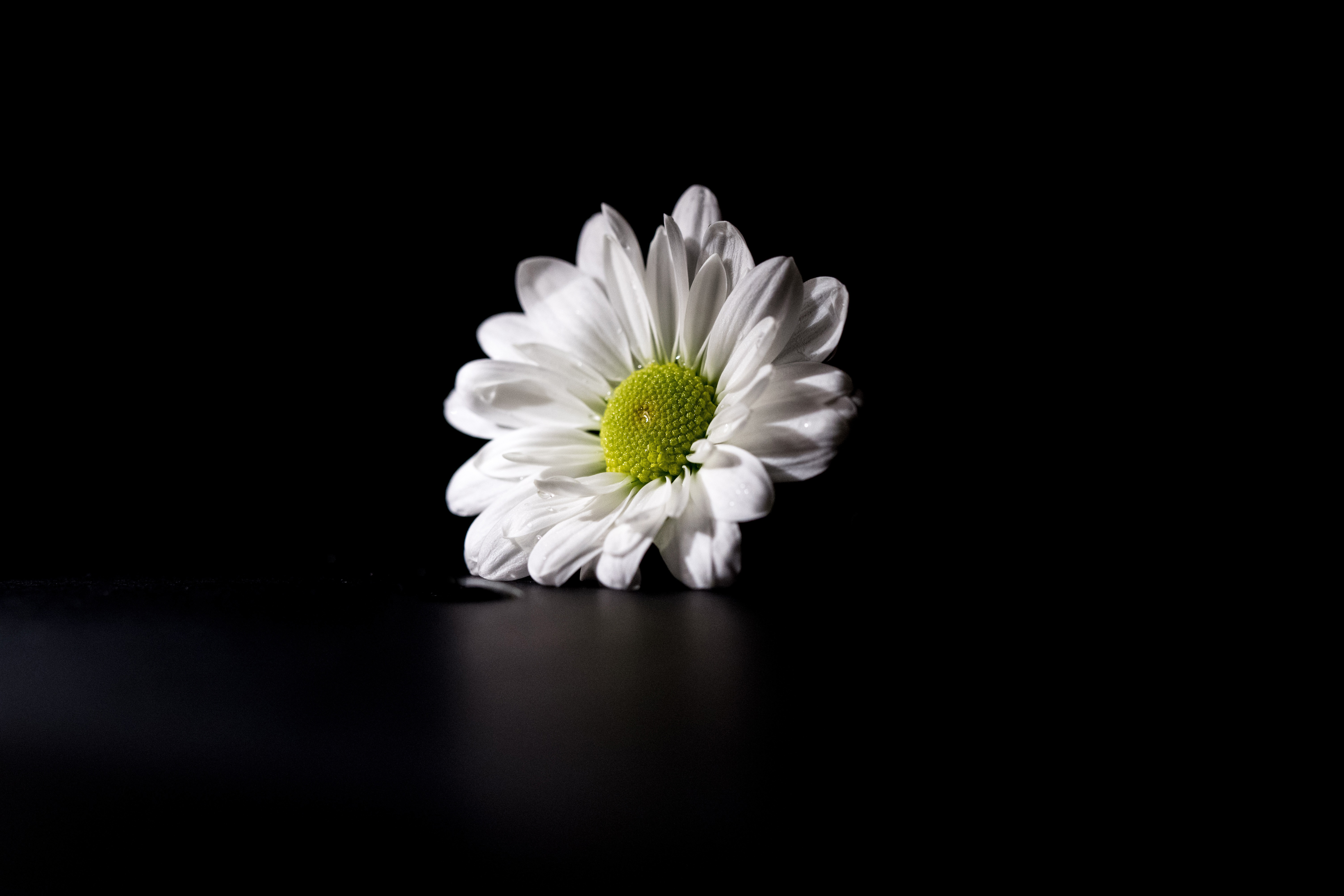 Download Flower on Dark Background Royalty Free Stock Photo and Image