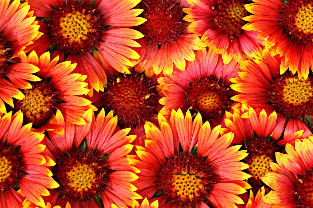 Free photo of Flowers Background