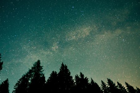 Forest Stars at Night Free Stock Photo