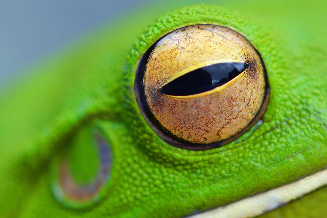 Free photo of Eye of Frog