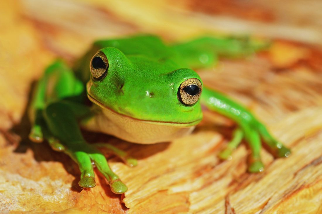 Free photo of Green Frog