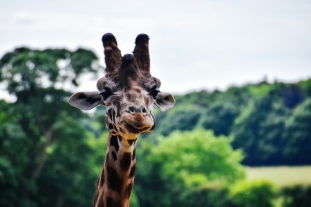 Giraffe in Africa Free Stock Photo