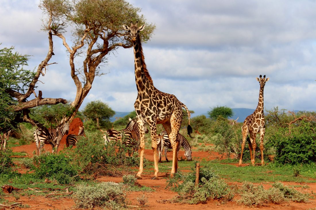Free photo of Giraffes on Safari