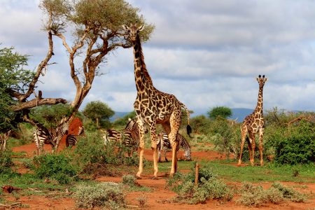 Giraffes on Safari Free Stock Photo