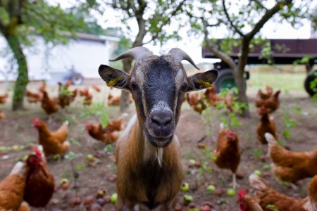 Goats on Farm Free Stock Photo
