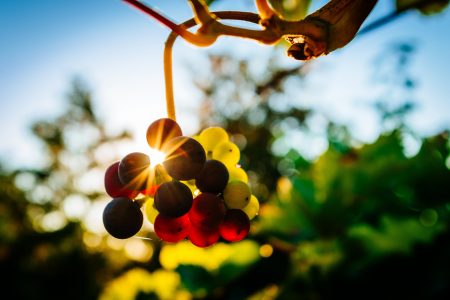 Grapes In Vineyard Free Stock Photo