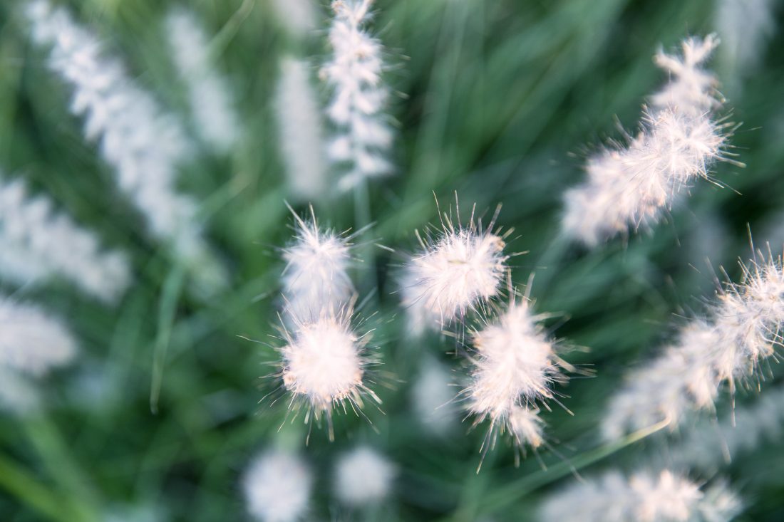 Free photo of Grass Flowers