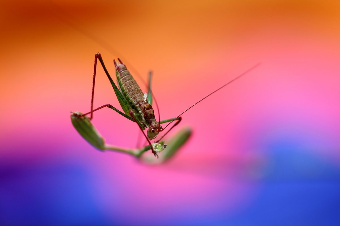 Free photo of Grasshopper