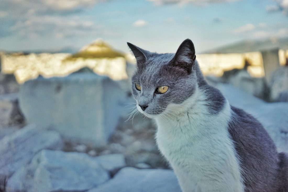 Free photo of Grey Cat