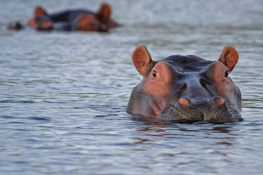 Free photo of Hippopotamus in Africa