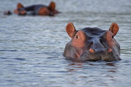 Hippopotamus in Africa Free Stock Photo