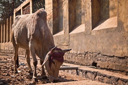 Cow in India Free Stock Photo