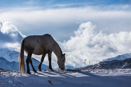Horse in Winter Free Stock Photo