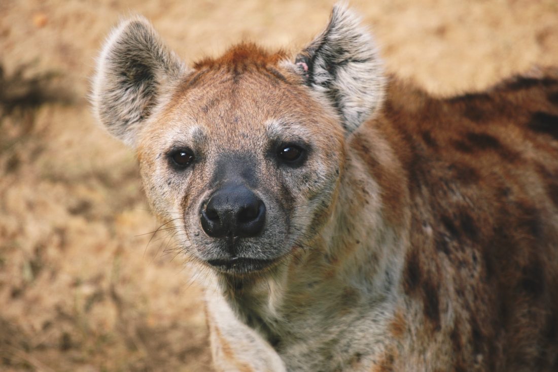 Free photo of Hyena in Africa