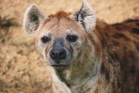 Hyena in Africa Free Stock Photo