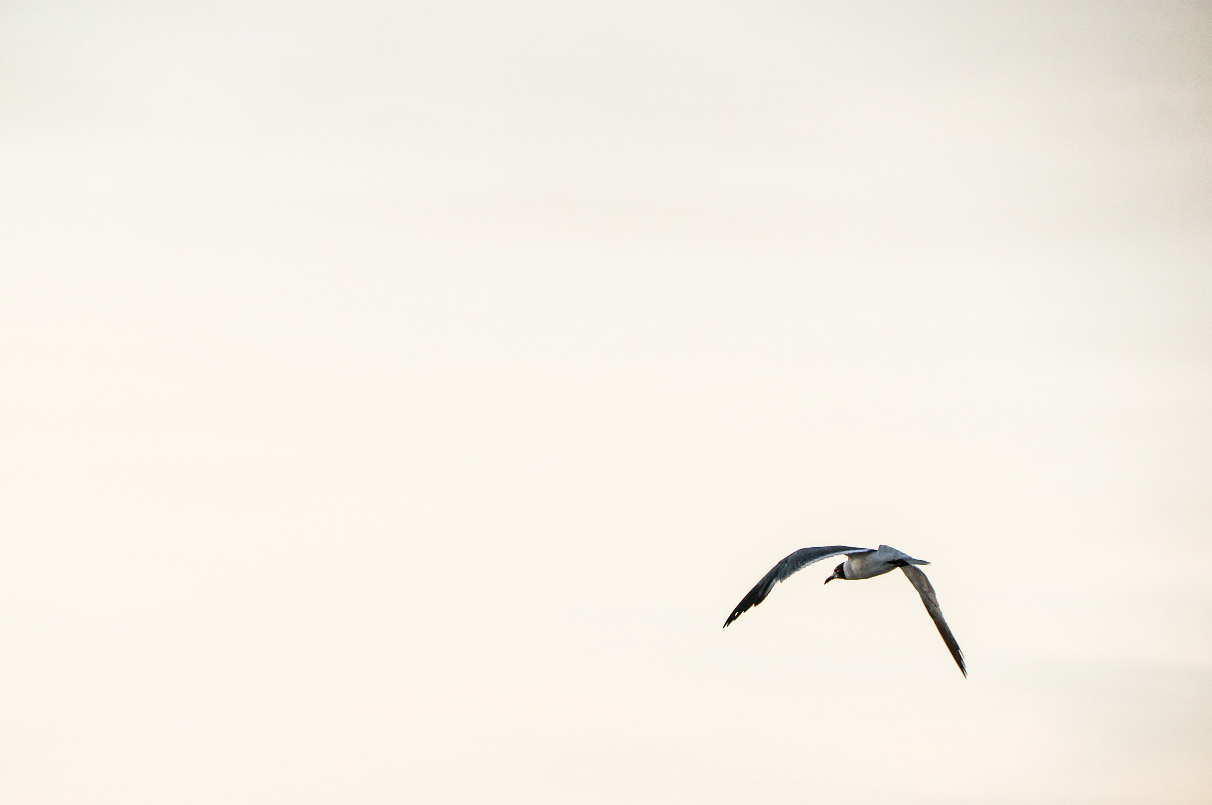 Download In Flight Royalty Free Stock Photo and Image