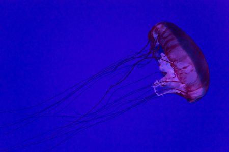 Jellyfish Free Stock Photo