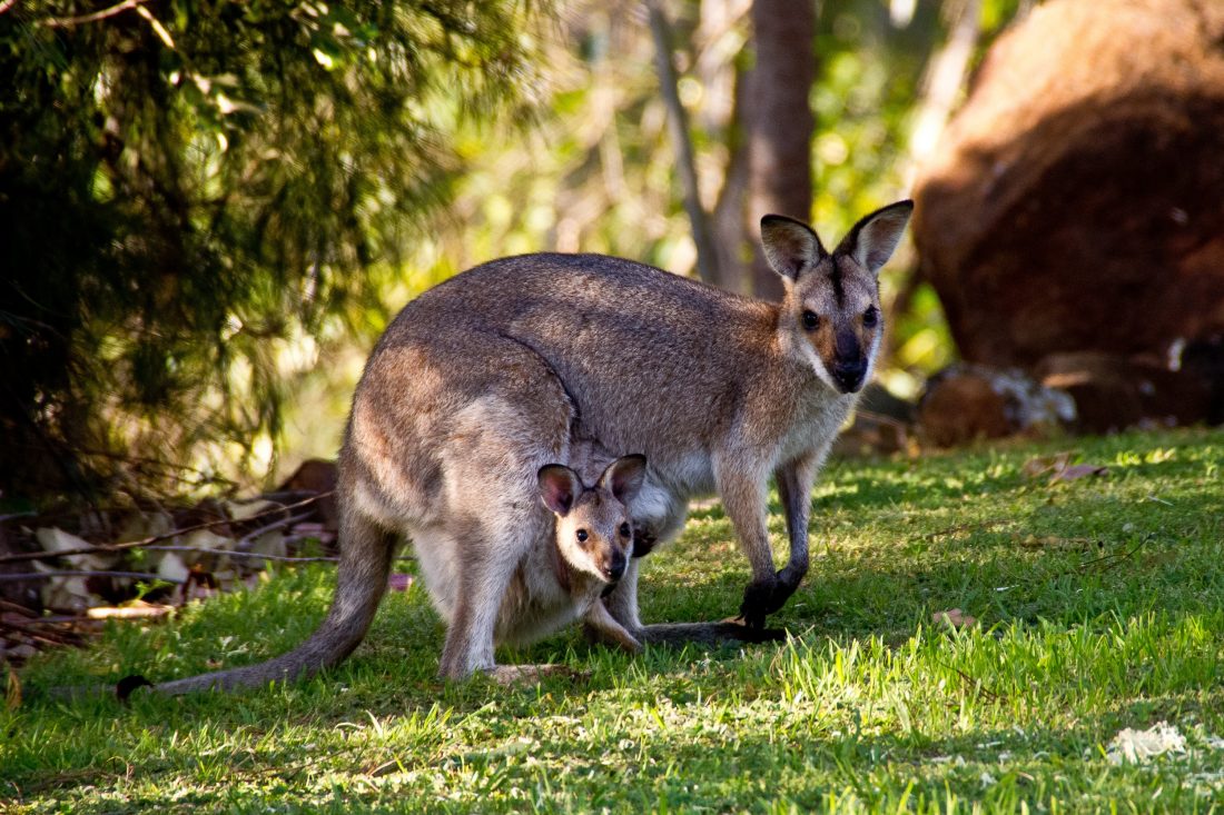 Free photo of Kangaroos in Australia